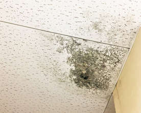 カビの発生